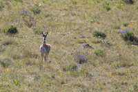 Pronghorn Antelope 6569